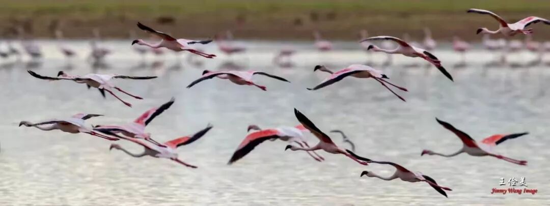 【旅游】太燃了！如火如荼，非洲大地最热烈喜庆的羽毛 | 美國貝佳天然藥業