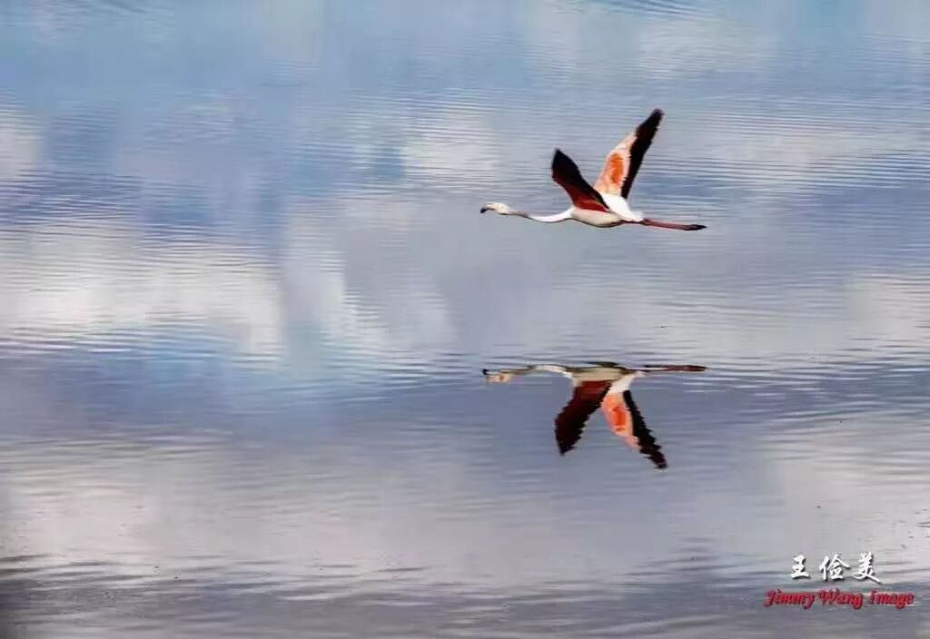 【旅游】太燃了！如火如荼，非洲大地最热烈喜庆的羽毛 | 美國貝佳天然藥業