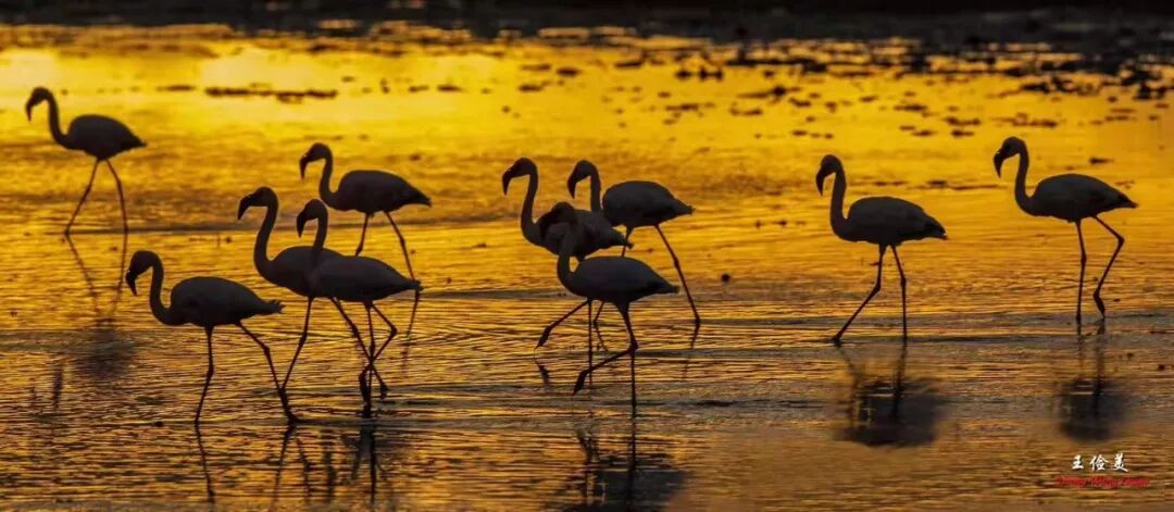 【旅游】太燃了！如火如荼，非洲大地最热烈喜庆的羽毛 | 美國貝佳天然藥業
