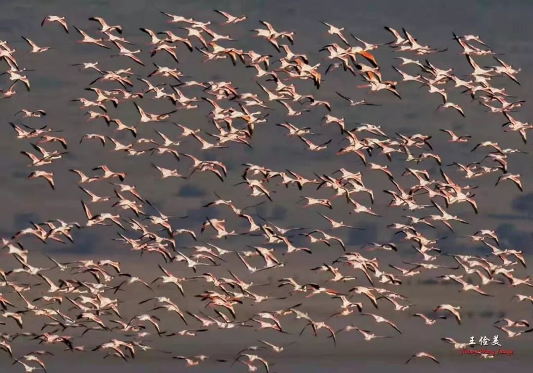 【旅游】太燃了！如火如荼，非洲大地最热烈喜庆的羽毛 | 美國貝佳天然藥業