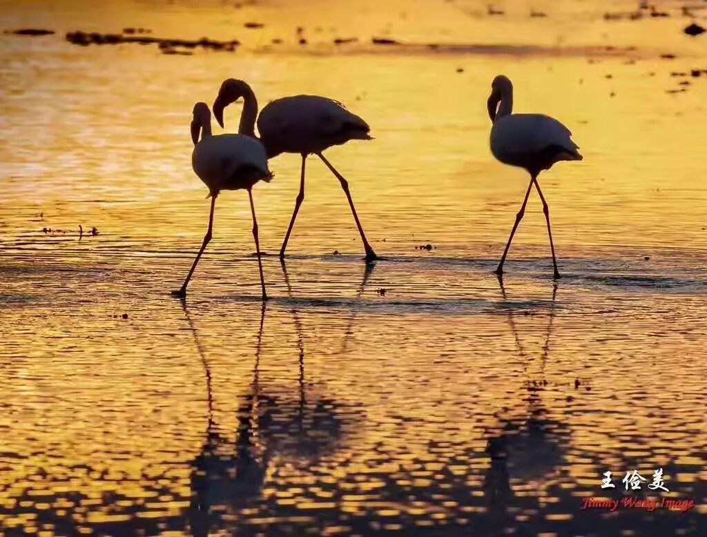 【旅游】太燃了！如火如荼，非洲大地最热烈喜庆的羽毛 | 美國貝佳天然藥業