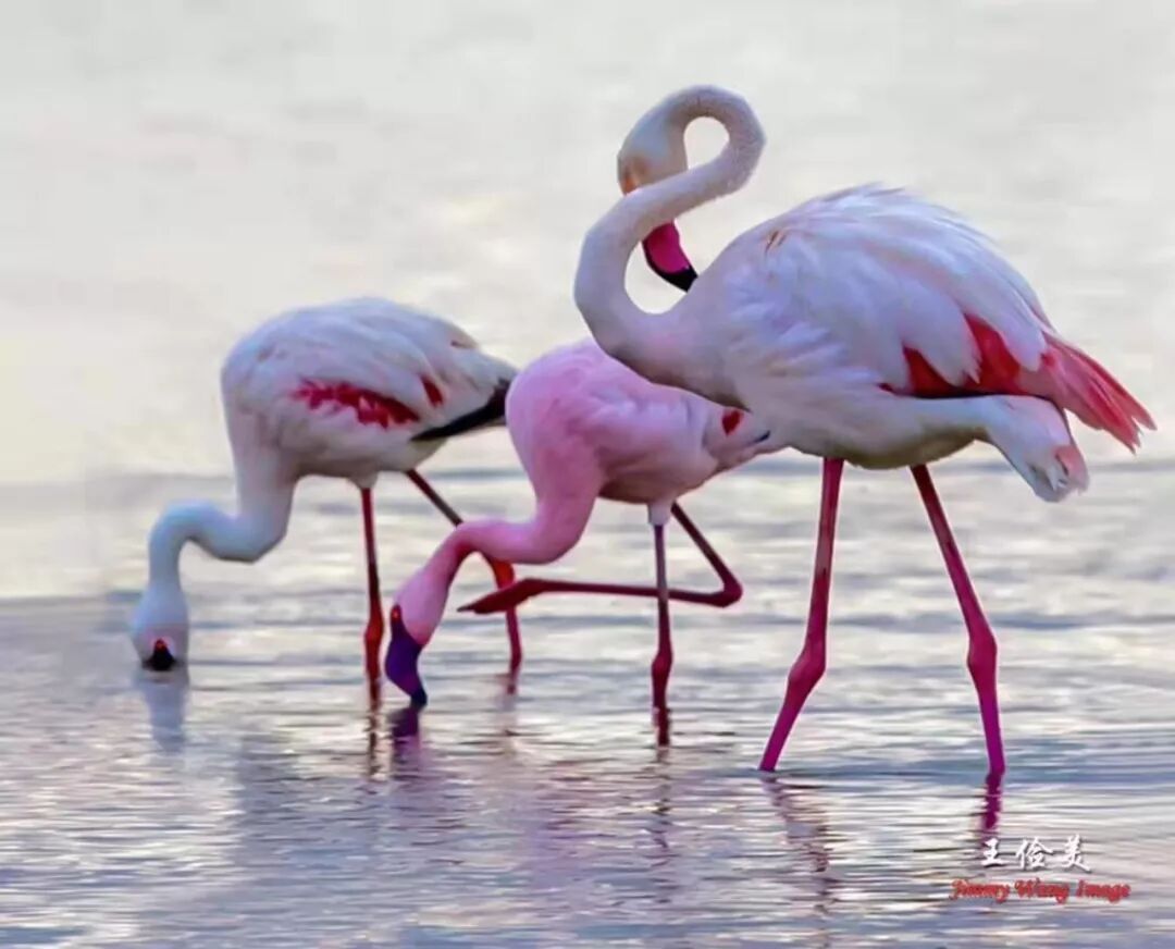 【旅游】太燃了！如火如荼，非洲大地最热烈喜庆的羽毛 | 美國貝佳天然藥業