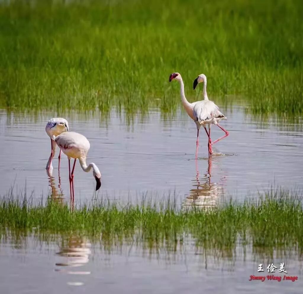 【旅游】太燃了！如火如荼，非洲大地最热烈喜庆的羽毛 | 美國貝佳天然藥業