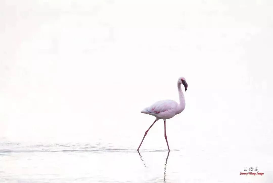 【旅游】太燃了！如火如荼，非洲大地最热烈喜庆的羽毛 | 美國貝佳天然藥業