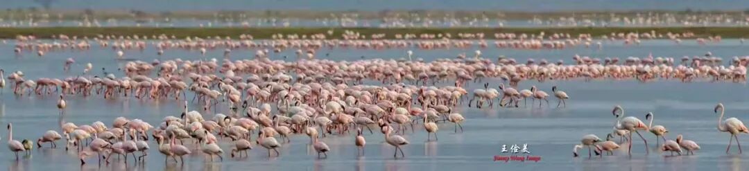 【旅游】太燃了！如火如荼，非洲大地最热烈喜庆的羽毛 | 美國貝佳天然藥業