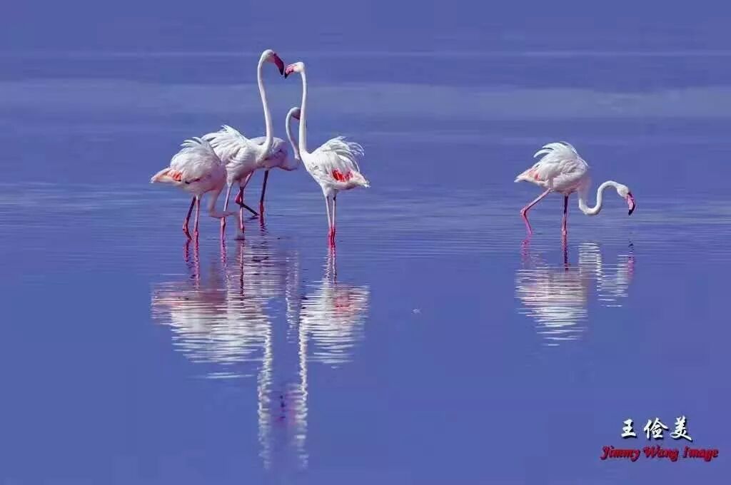 【旅游】太燃了！如火如荼，非洲大地最热烈喜庆的羽毛 | 美國貝佳天然藥業