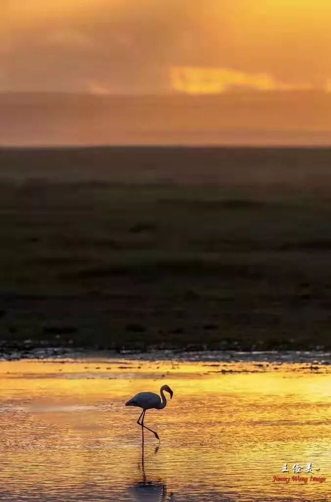【旅游】太燃了！如火如荼，非洲大地最热烈喜庆的羽毛 | 美國貝佳天然藥業