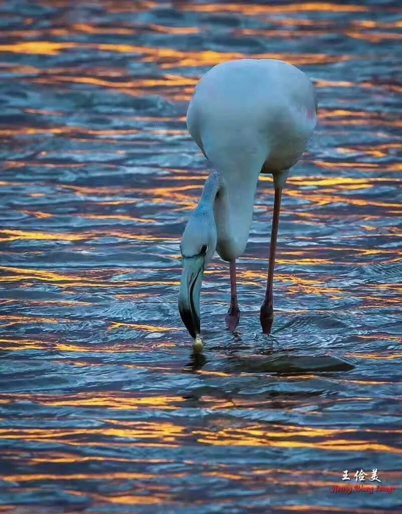 【旅游】太燃了！如火如荼，非洲大地最热烈喜庆的羽毛 | 美國貝佳天然藥業