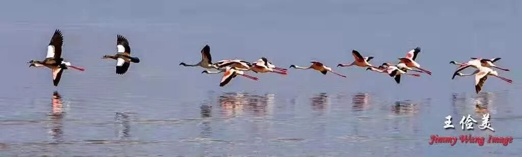 【旅游】太燃了！如火如荼，非洲大地最热烈喜庆的羽毛 | 美國貝佳天然藥業