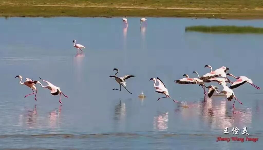 【旅游】太燃了！如火如荼，非洲大地最热烈喜庆的羽毛 | 美國貝佳天然藥業