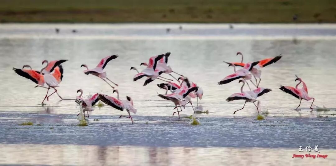 【旅游】太燃了！如火如荼，非洲大地最热烈喜庆的羽毛 | 美國貝佳天然藥業