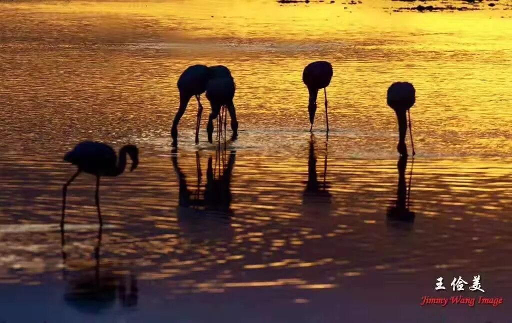 【旅游】太燃了！如火如荼，非洲大地最热烈喜庆的羽毛 | 美國貝佳天然藥業