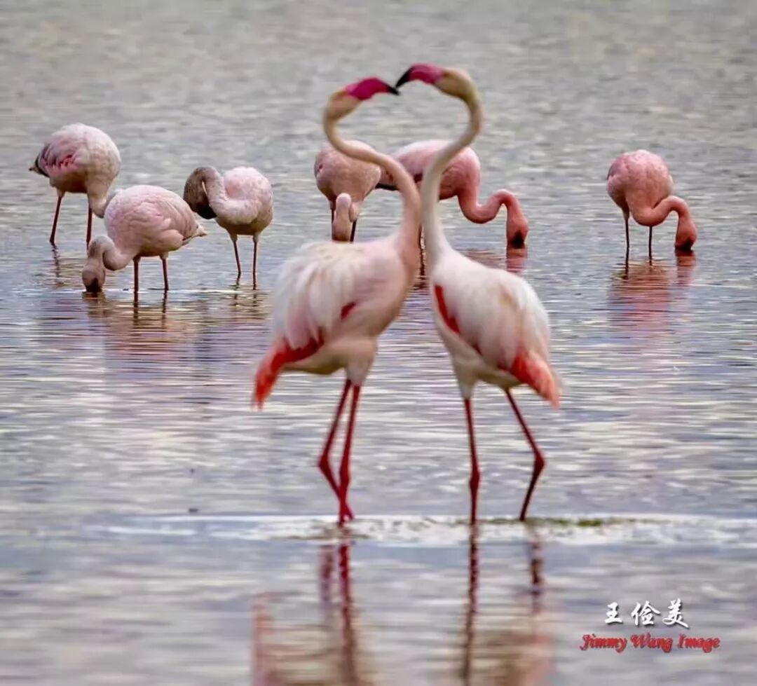 【旅游】太燃了！如火如荼，非洲大地最热烈喜庆的羽毛 | 美國貝佳天然藥業