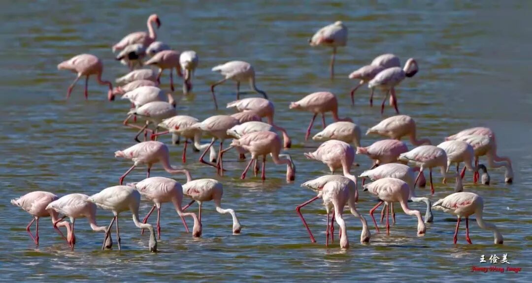 【旅游】太燃了！如火如荼，非洲大地最热烈喜庆的羽毛 | 美國貝佳天然藥業