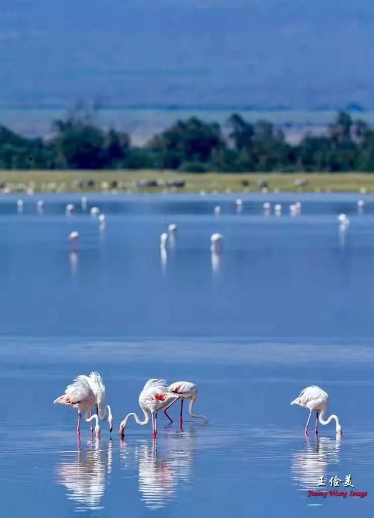 【旅游】太燃了！如火如荼，非洲大地最热烈喜庆的羽毛 | 美國貝佳天然藥業