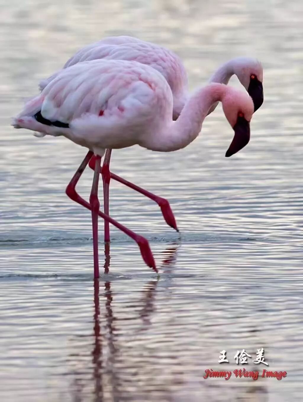 【旅游】太燃了！如火如荼，非洲大地最热烈喜庆的羽毛 | 美國貝佳天然藥業