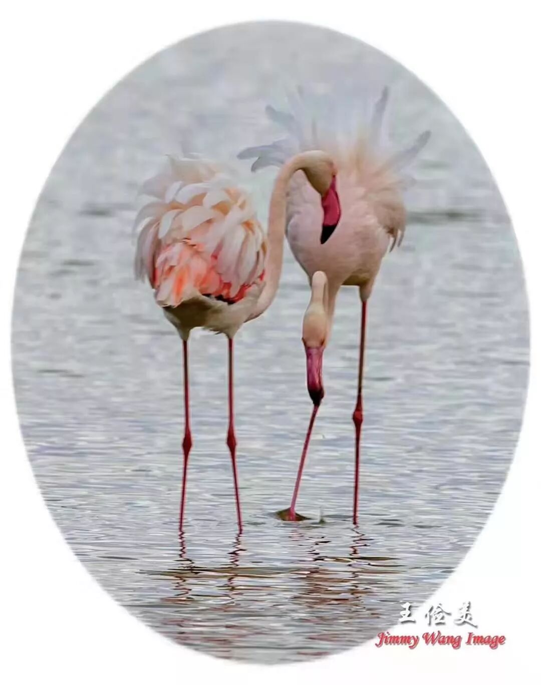 【旅游】太燃了！如火如荼，非洲大地最热烈喜庆的羽毛 | 美國貝佳天然藥業