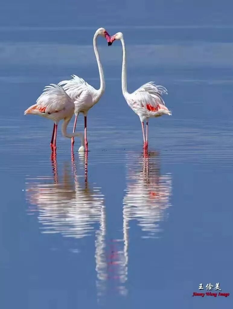 【旅游】太燃了！如火如荼，非洲大地最热烈喜庆的羽毛 | 美國貝佳天然藥業