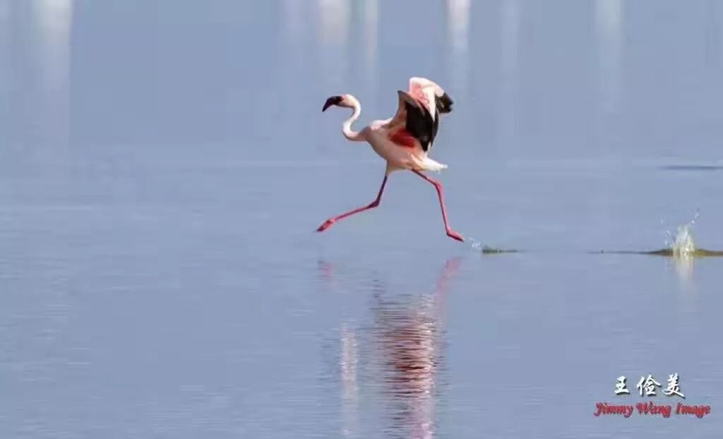 【旅游】太燃了！如火如荼，非洲大地最热烈喜庆的羽毛 | 美國貝佳天然藥業