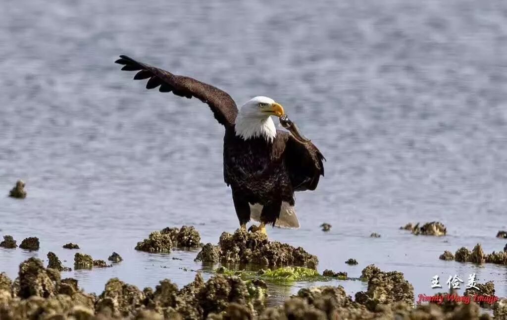 【旅游】霸气外露，伟岸美丽，白头鹰的恩怨情仇（下）