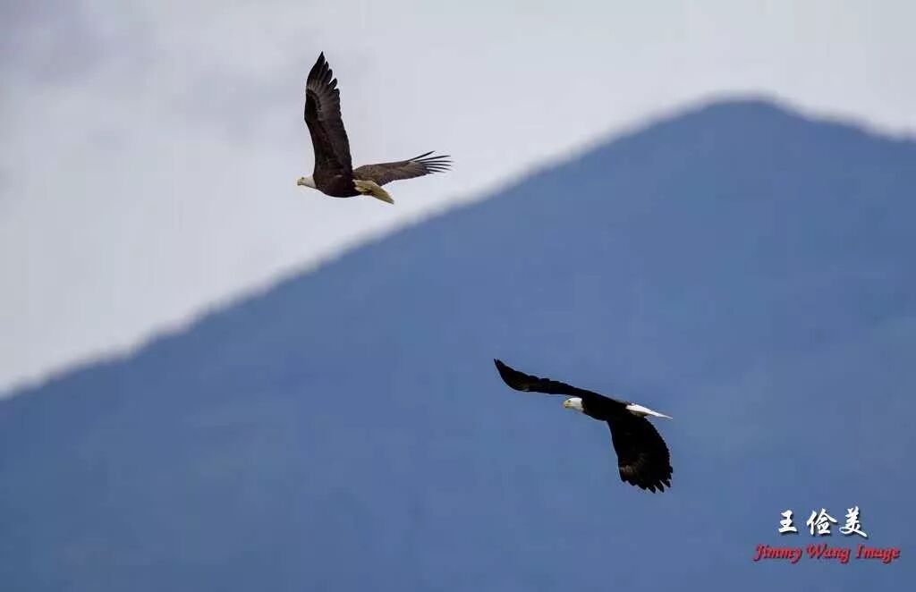 【旅游】霸气外露，伟岸美丽，白头鹰的恩怨情仇（下）