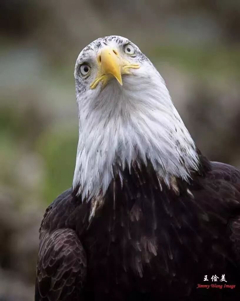 【旅游】霸气外露，伟岸美丽，白头鹰的恩怨情仇（下）