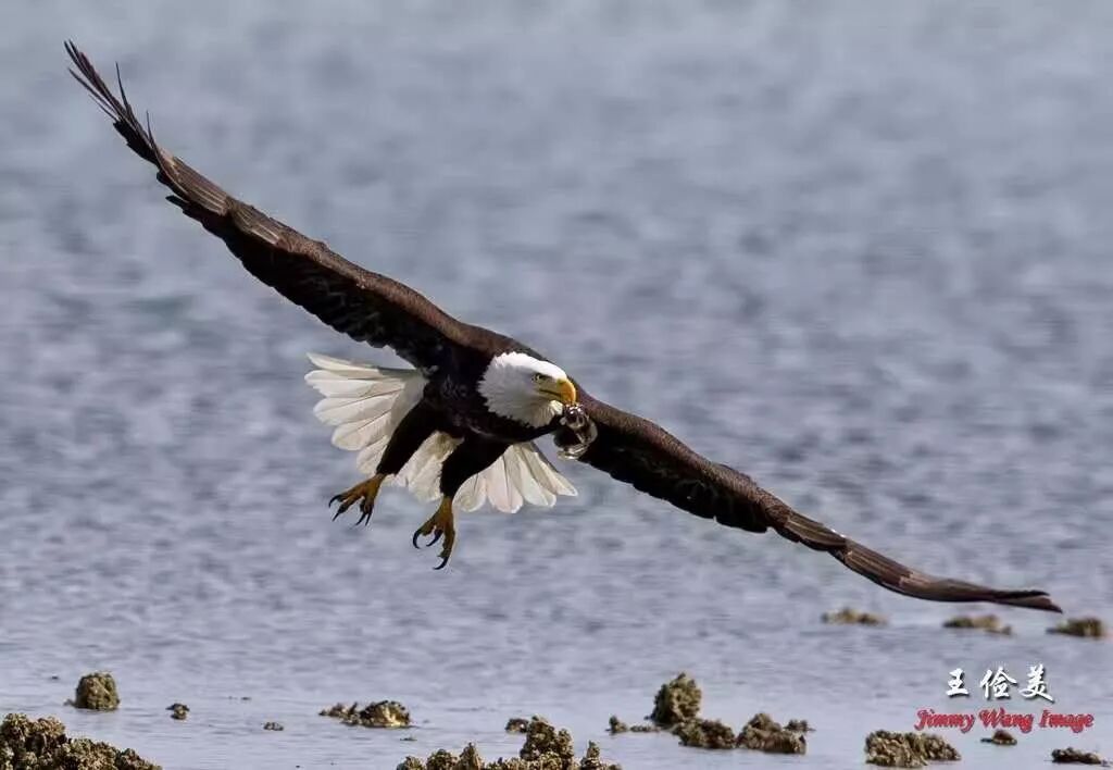 【旅游】霸气外露，伟岸美丽，白头鹰的恩怨情仇（下）
