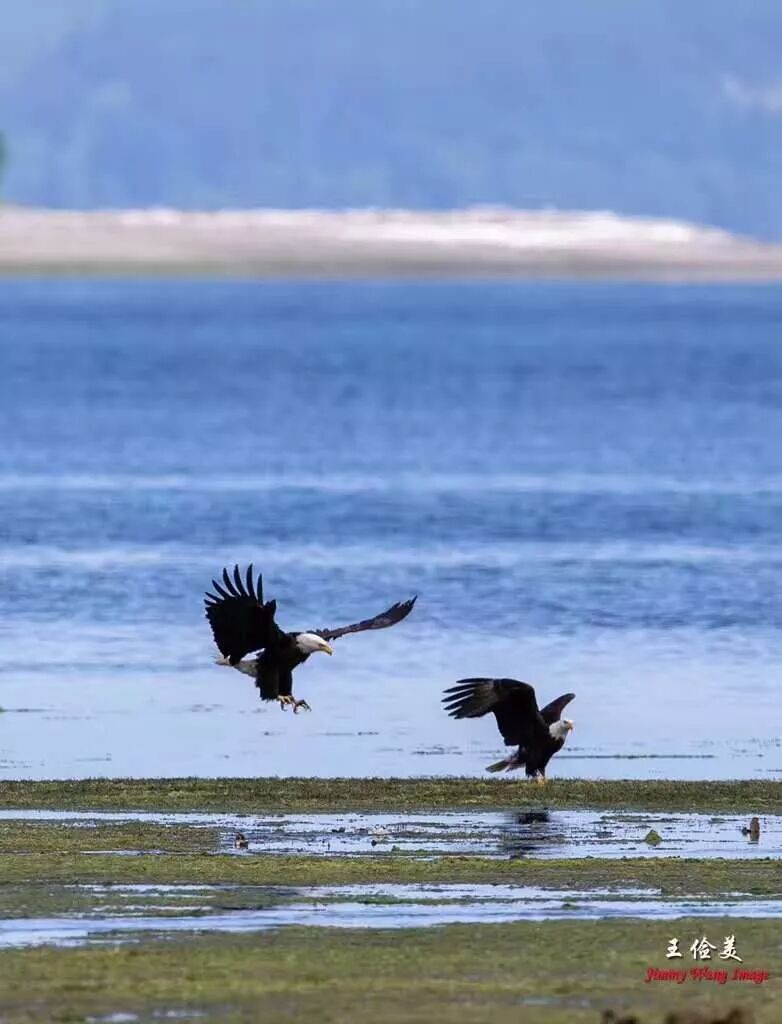 【旅游】霸气外露，伟岸美丽，白头鹰的恩怨情仇（下）
