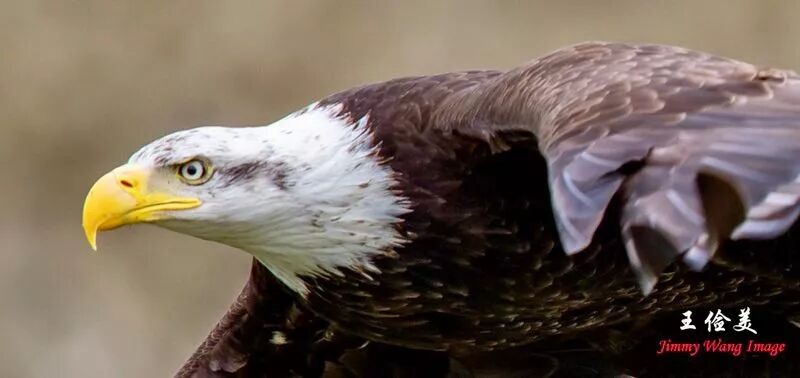 【旅游】霸气外露，伟岸美丽，白头鹰的恩怨情仇（下）