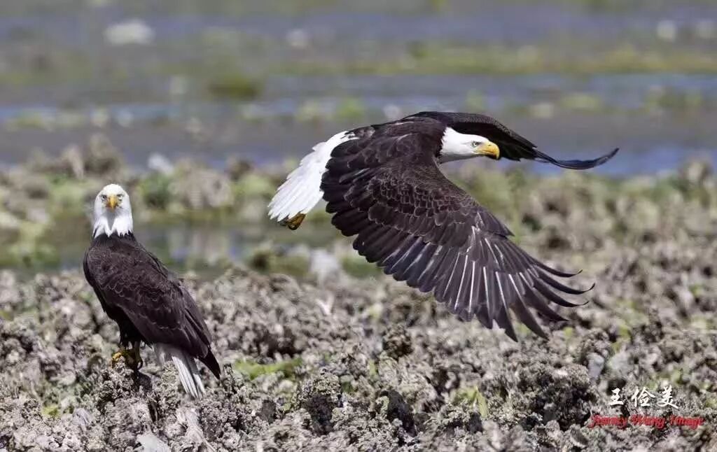 【旅游】霸气外露，伟岸美丽，白头鹰的恩怨情仇（下）