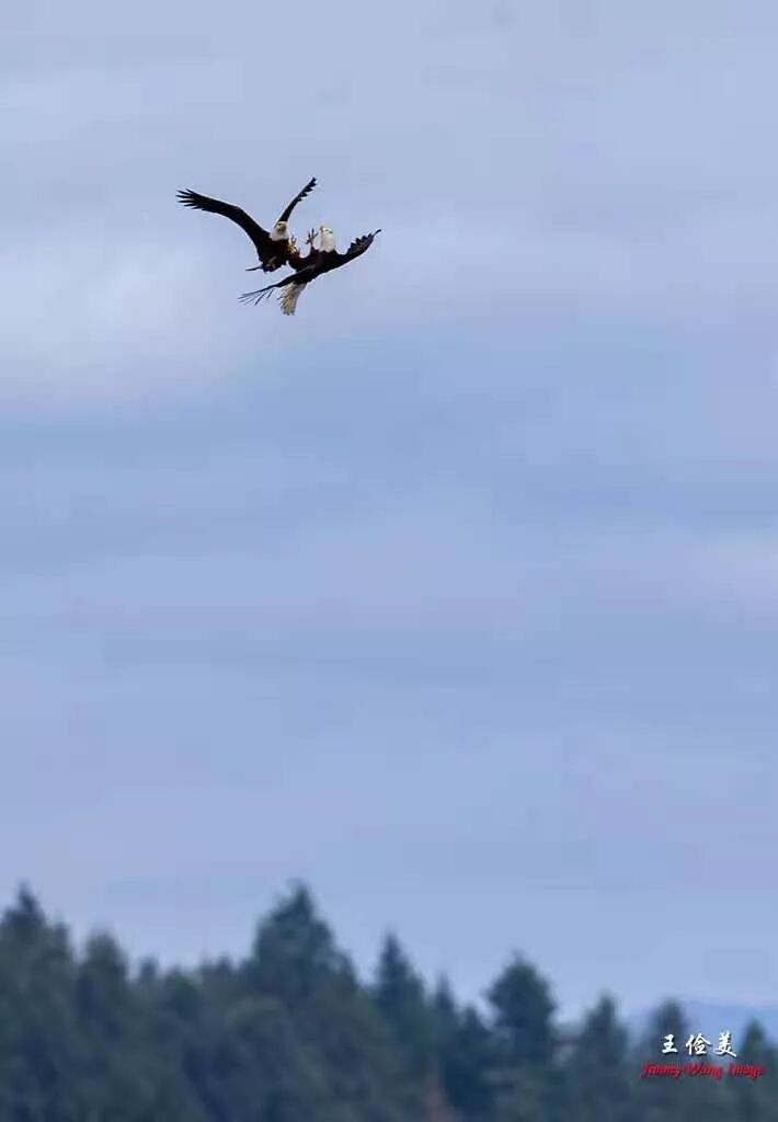 【旅游】霸气外露，伟岸美丽，白头鹰的恩怨情仇（下）