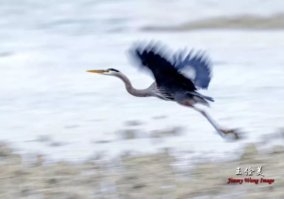 【旅游】霸气外露，伟岸美丽，白头鹰的恩怨情仇（下）