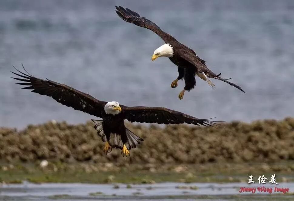 【旅游】霸气外露，伟岸美丽，白头鹰的恩怨情仇（下）