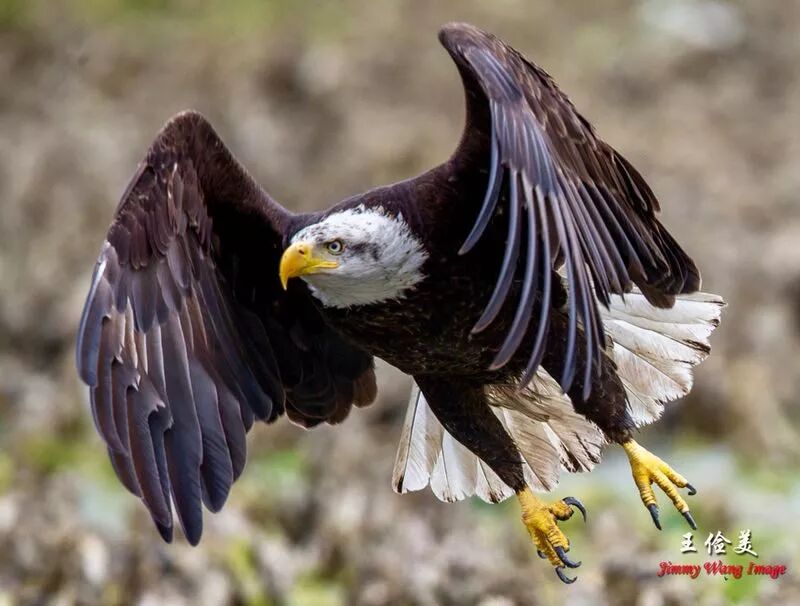 【旅游】霸气外露，伟岸美丽，白头鹰的恩怨情仇（下）