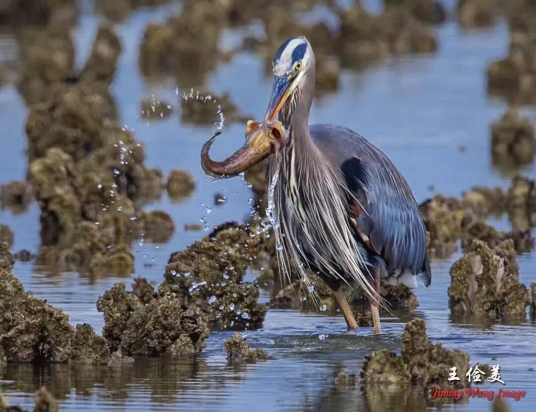 【旅游】霸气外露，伟岸美丽，白头鹰的恩怨情仇（下）