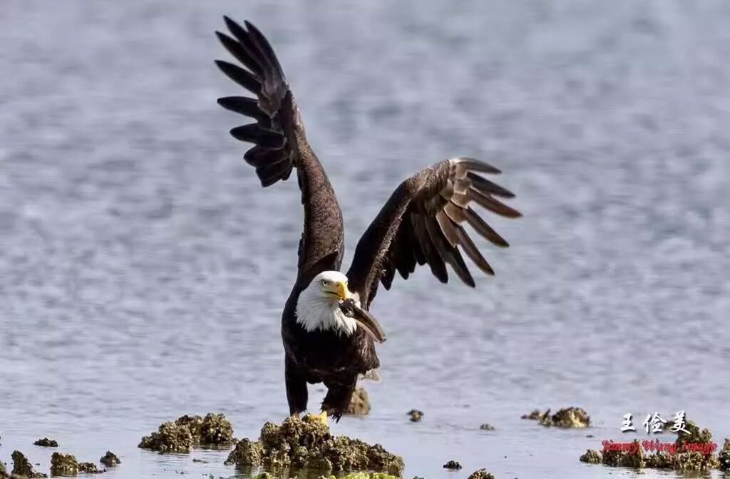 【旅游】霸气外露，伟岸美丽，白头鹰的恩怨情仇（下）