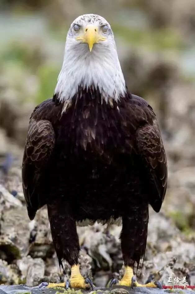 【旅游】霸气外露，伟岸美丽，白头鹰的恩怨情仇（下）