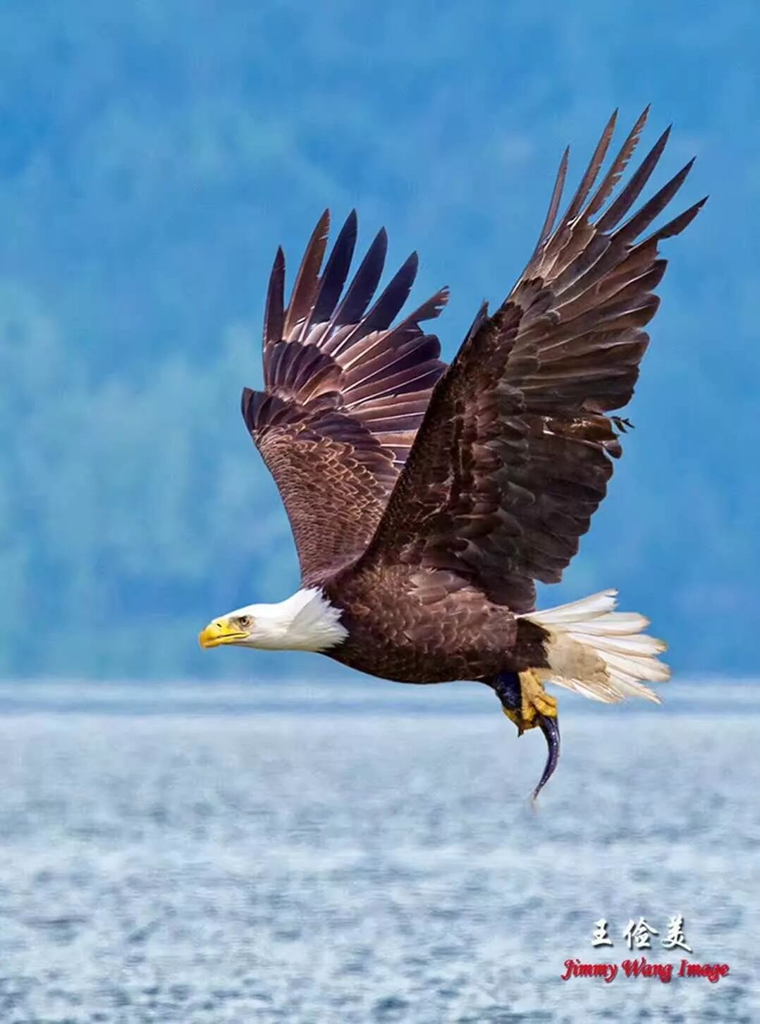 【旅游】霸气外露，伟岸美丽，白头鹰的恩怨情仇（下）