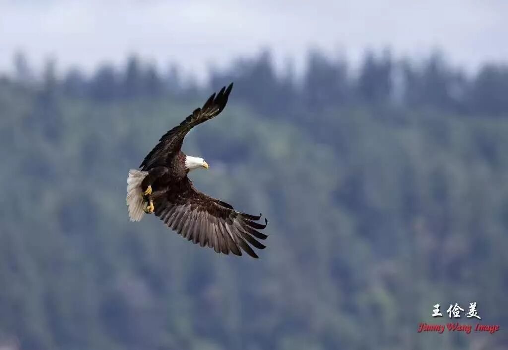 【旅游】霸气外露，伟岸美丽，白头鹰的恩怨情仇（下）