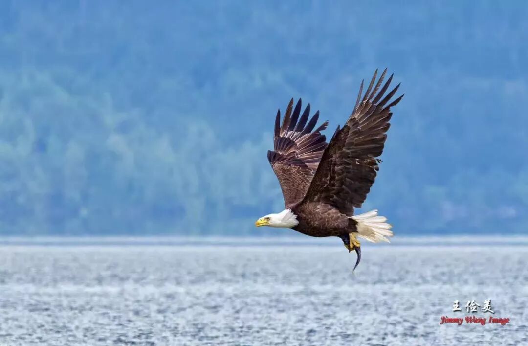 【旅游】霸气外露，伟岸美丽，白头鹰的恩怨情仇（下）