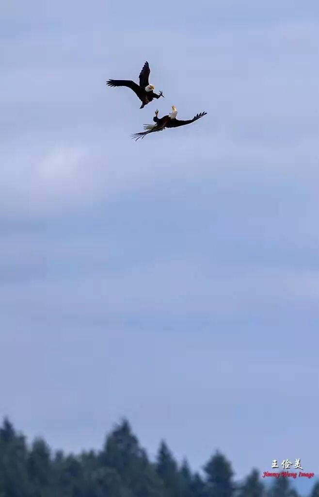 【旅游】霸气外露，伟岸美丽，白头鹰的恩怨情仇（下）