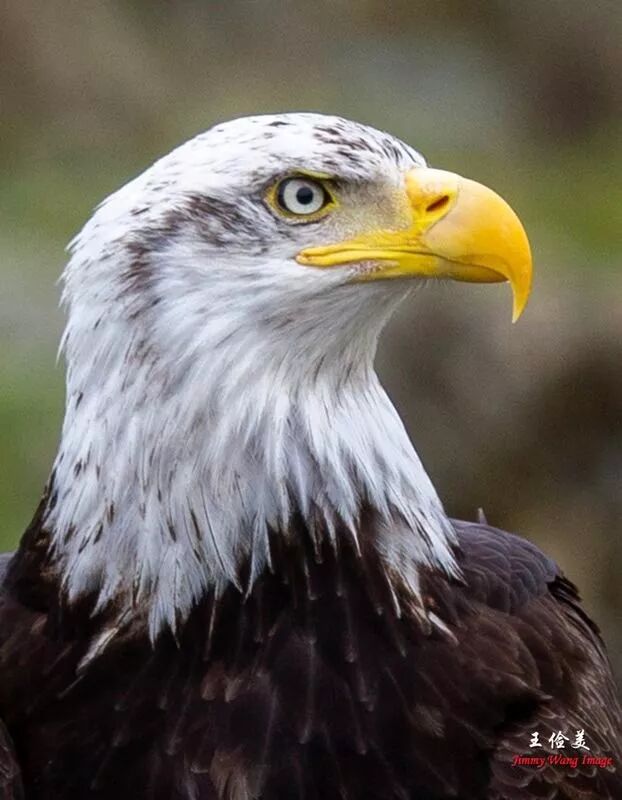 【旅游】霸气外露，伟岸美丽，白头鹰的恩怨情仇（下）