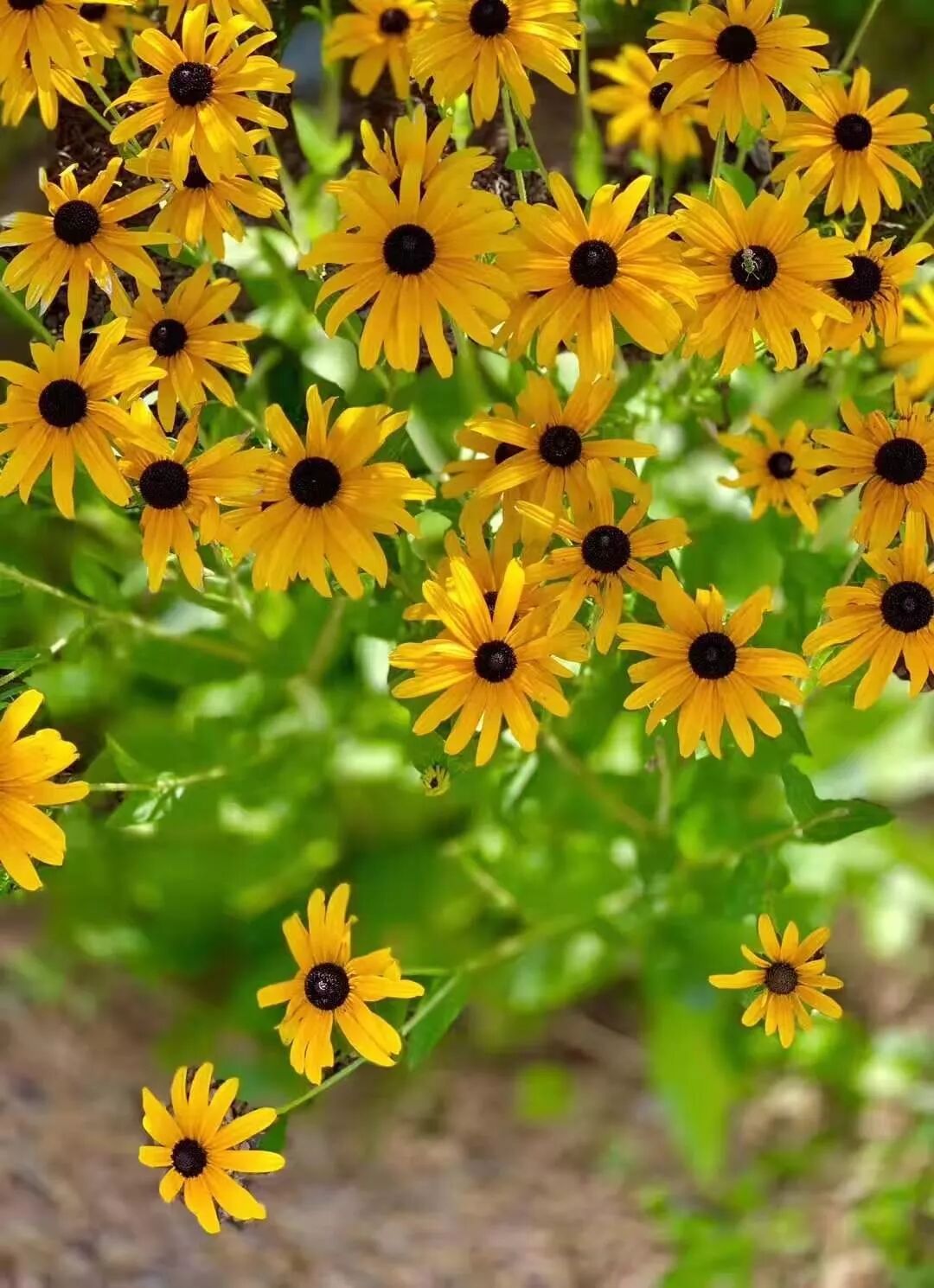 【旅游】一朵花，一座城，美国老城丹佛的前世今生 | 美國貝佳天然藥業