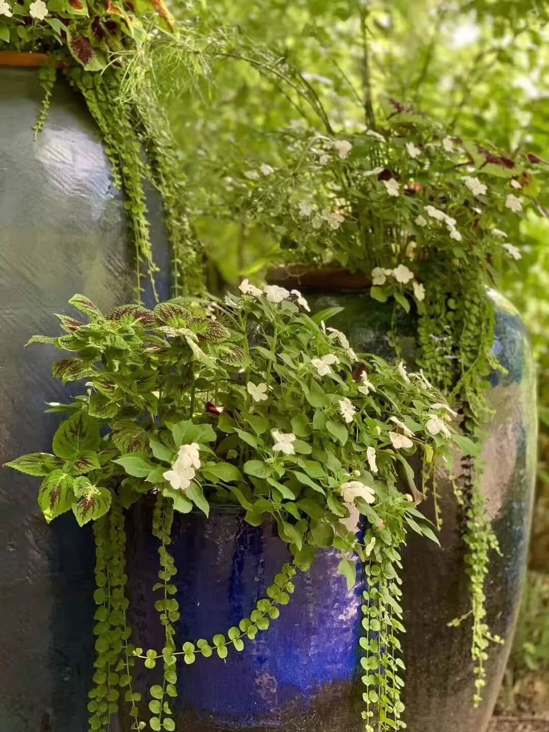 【旅游】一朵花，一座城，美国老城丹佛的前世今生 | 美國貝佳天然藥業