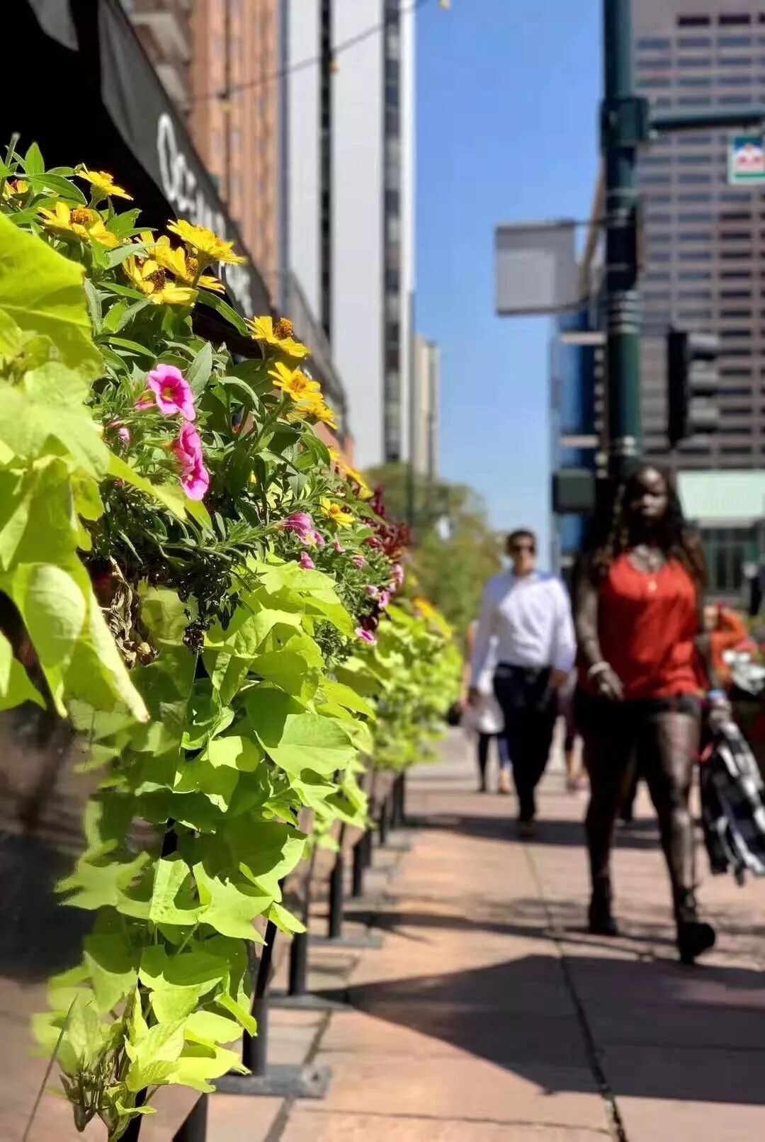 【旅游】一朵花，一座城，美国老城丹佛的前世今生 | 美國貝佳天然藥業