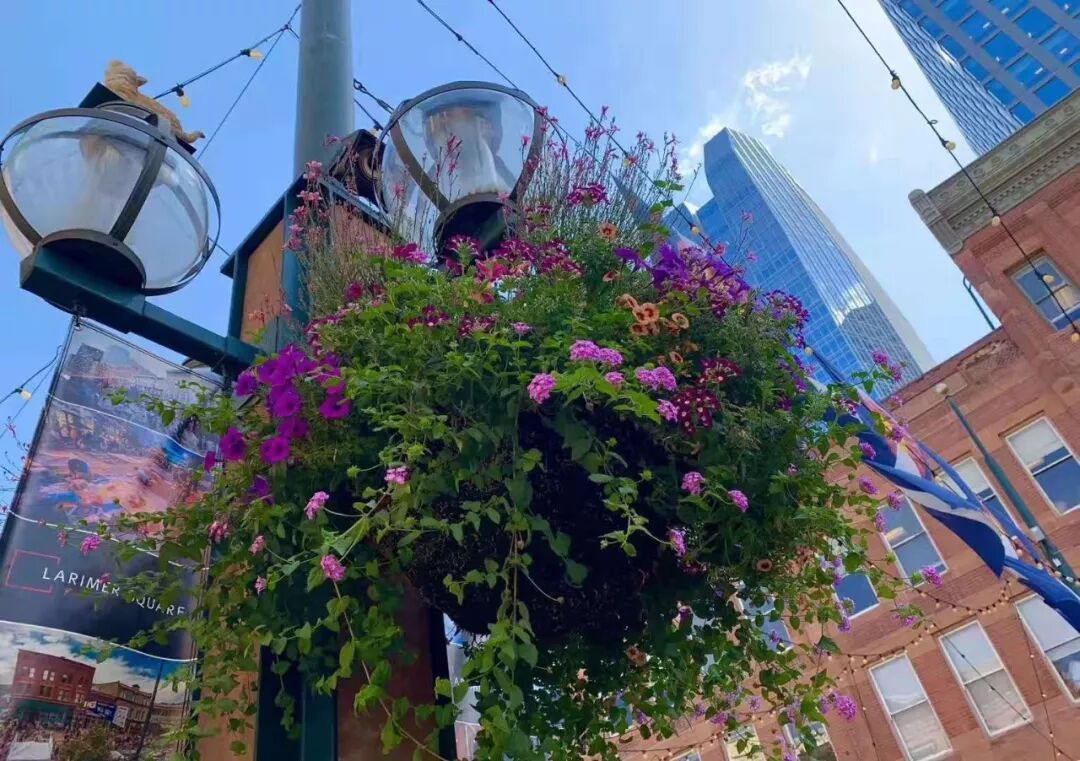 【旅游】一朵花，一座城，美国老城丹佛的前世今生 | 美國貝佳天然藥業