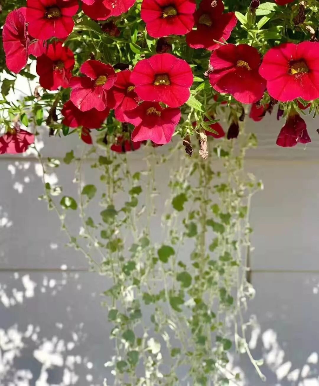 【旅游】一朵花，一座城，美国老城丹佛的前世今生 | 美國貝佳天然藥業