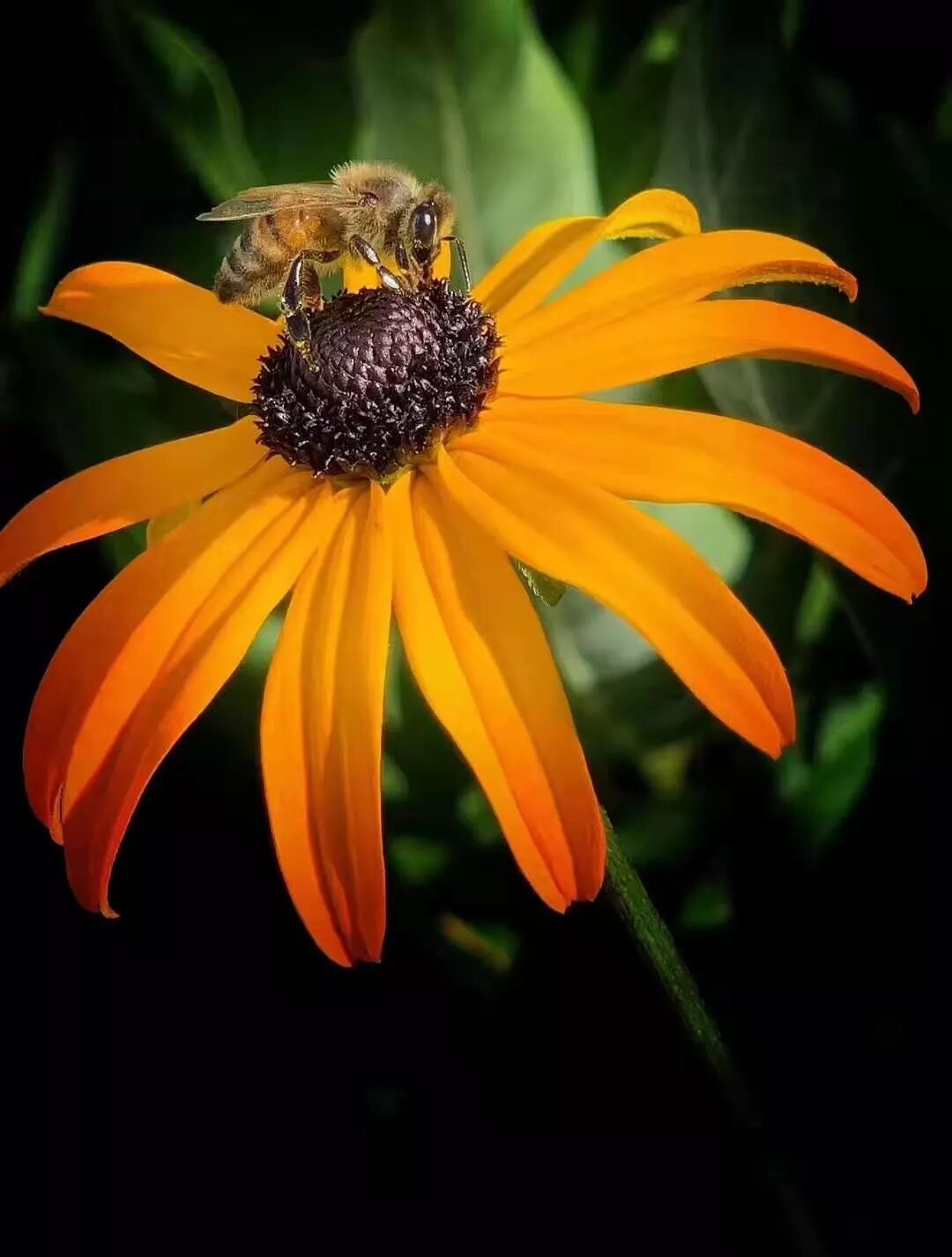 【旅游】一朵花，一座城，美国老城丹佛的前世今生 | 美國貝佳天然藥業