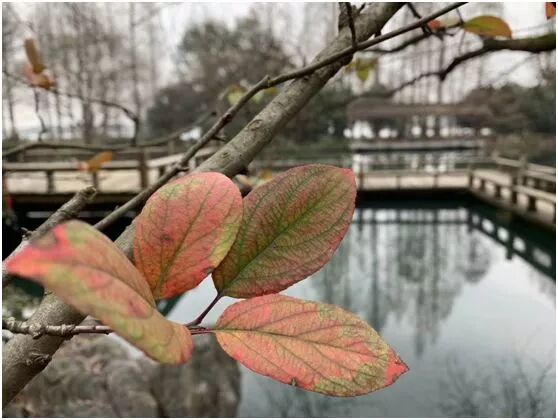 【旅游】水光潋滟、山色空蒙！冬季杭州西子如诗似画（上）| 美国贝佳天然药业