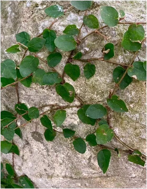 【旅游】水光潋滟、山色空蒙！冬季杭州西子如诗似画（上）| 美国贝佳天然药业